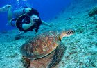 Best Scuba Diving Experiences in Malta and Gozo