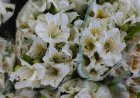Why sleeping with lilies in your room is a bad idea