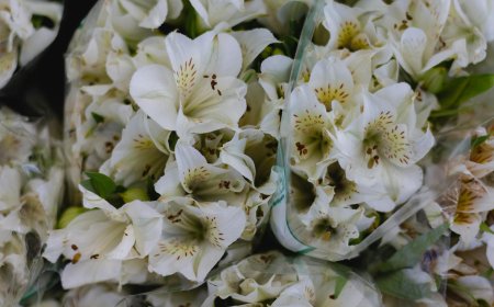Why sleeping with lilies in your room is a bad idea