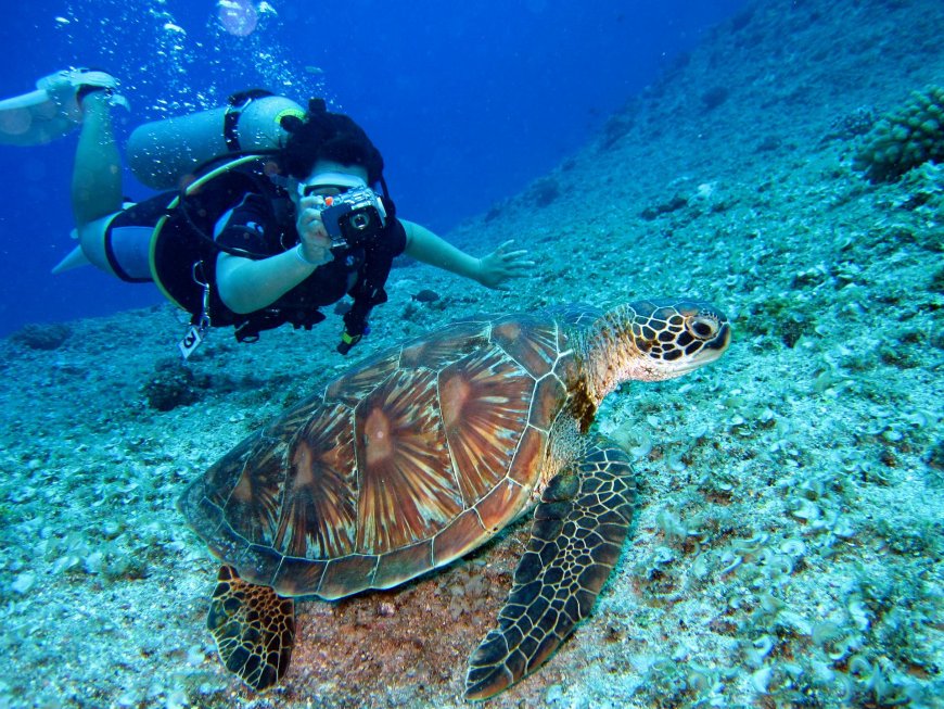 Best Scuba Diving Experiences in Malta and Gozo