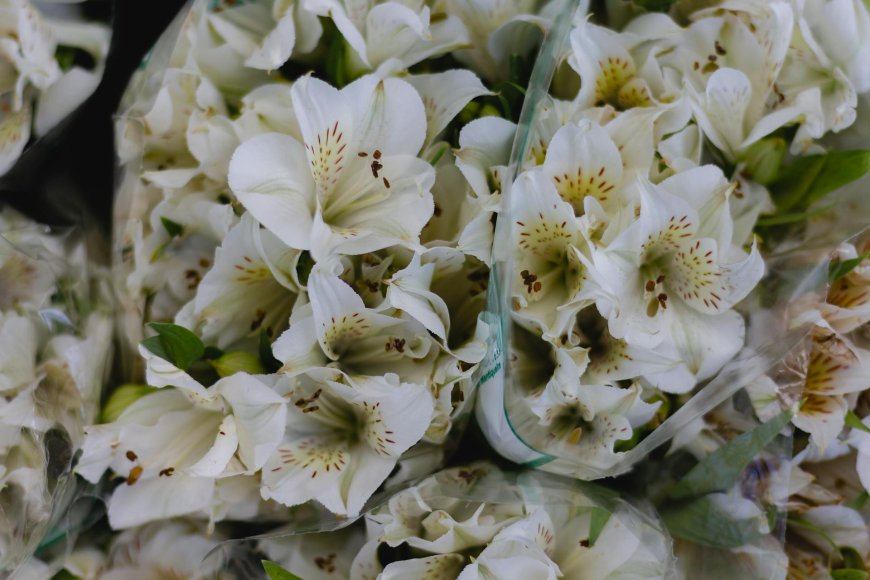Why sleeping with lilies in your room is a bad idea