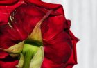 Essential Oils for Beauty: How to Use Them Safely