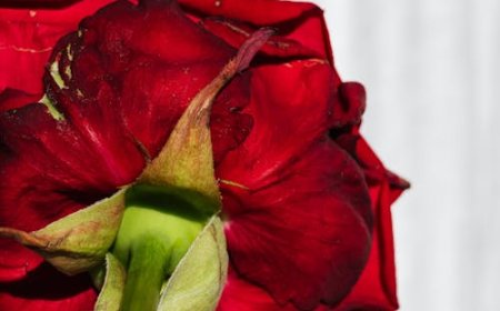 Essential Oils for Beauty: How to Use Them Safely