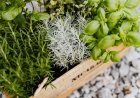 How to Grow Your Own Herb Garden for Fresh Flavors