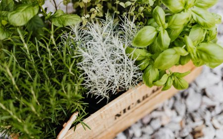 How to Grow Your Own Herb Garden for Fresh Flavors