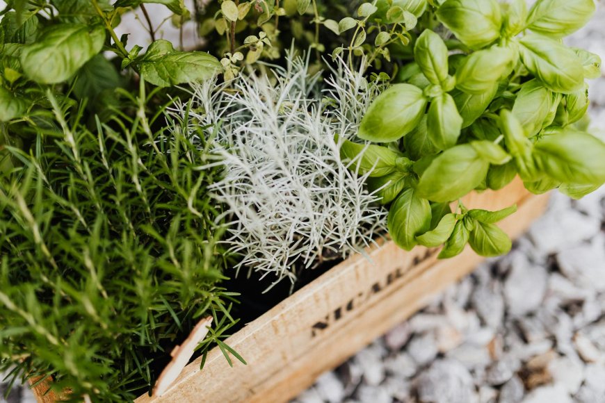 How to Grow Your Own Herb Garden for Fresh Flavors